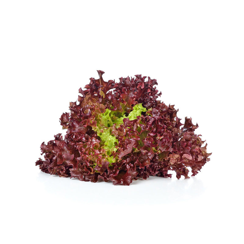 Red Coral Lettuce 红生菜 (500G±)