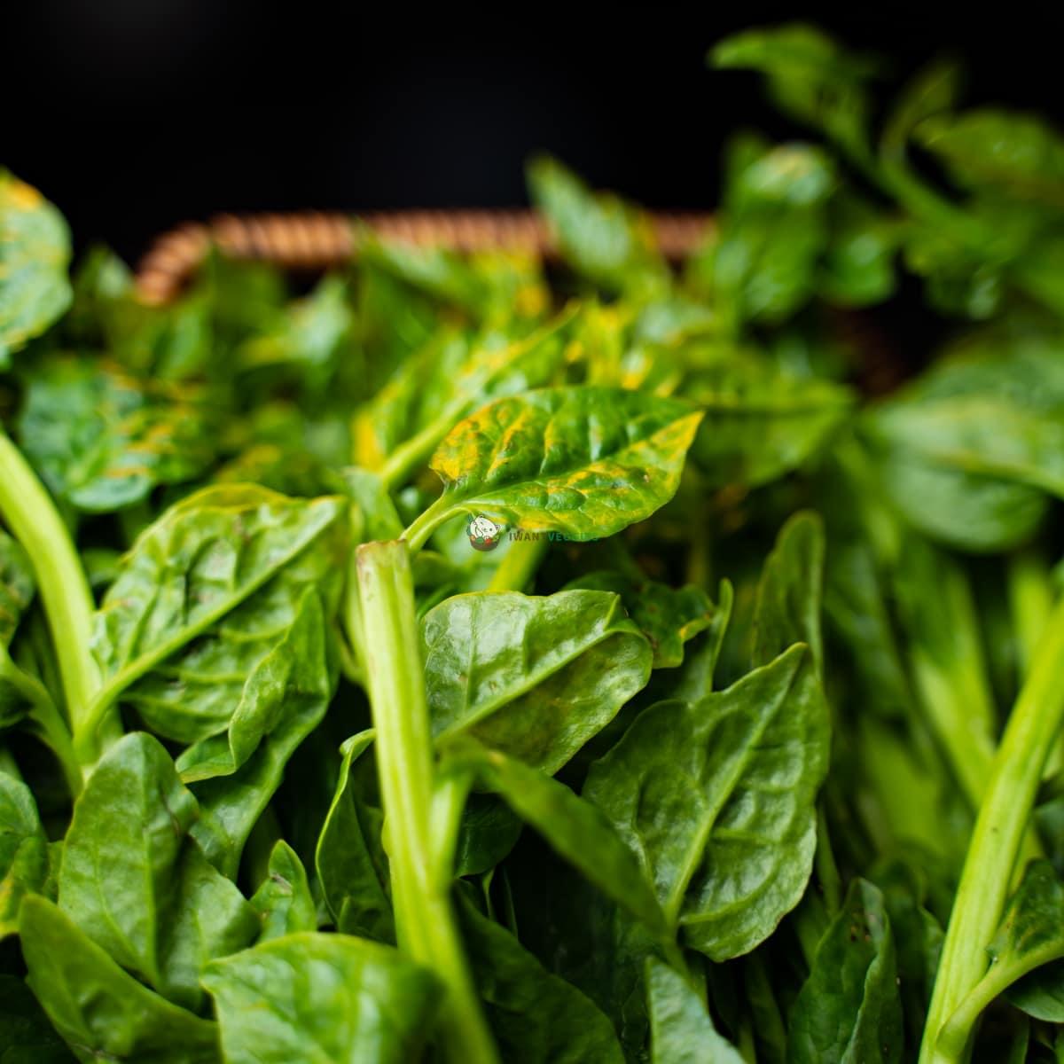 Emperor Vegetable 帝皇菜 (500G±)