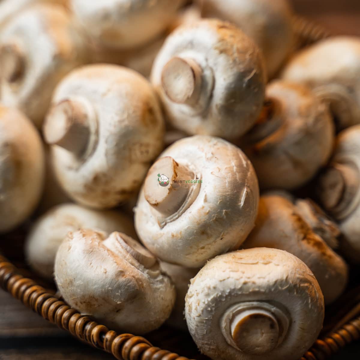 White Button Mushroom 白菇 (KG/公斤±)