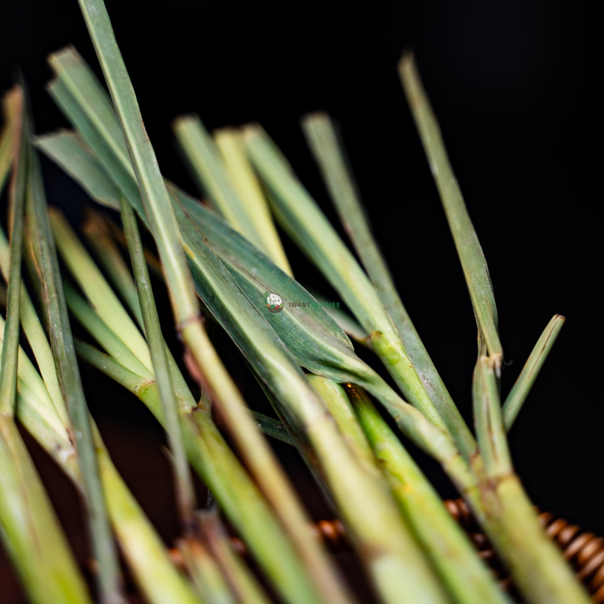 Lemongrass 香茅 (300G±)