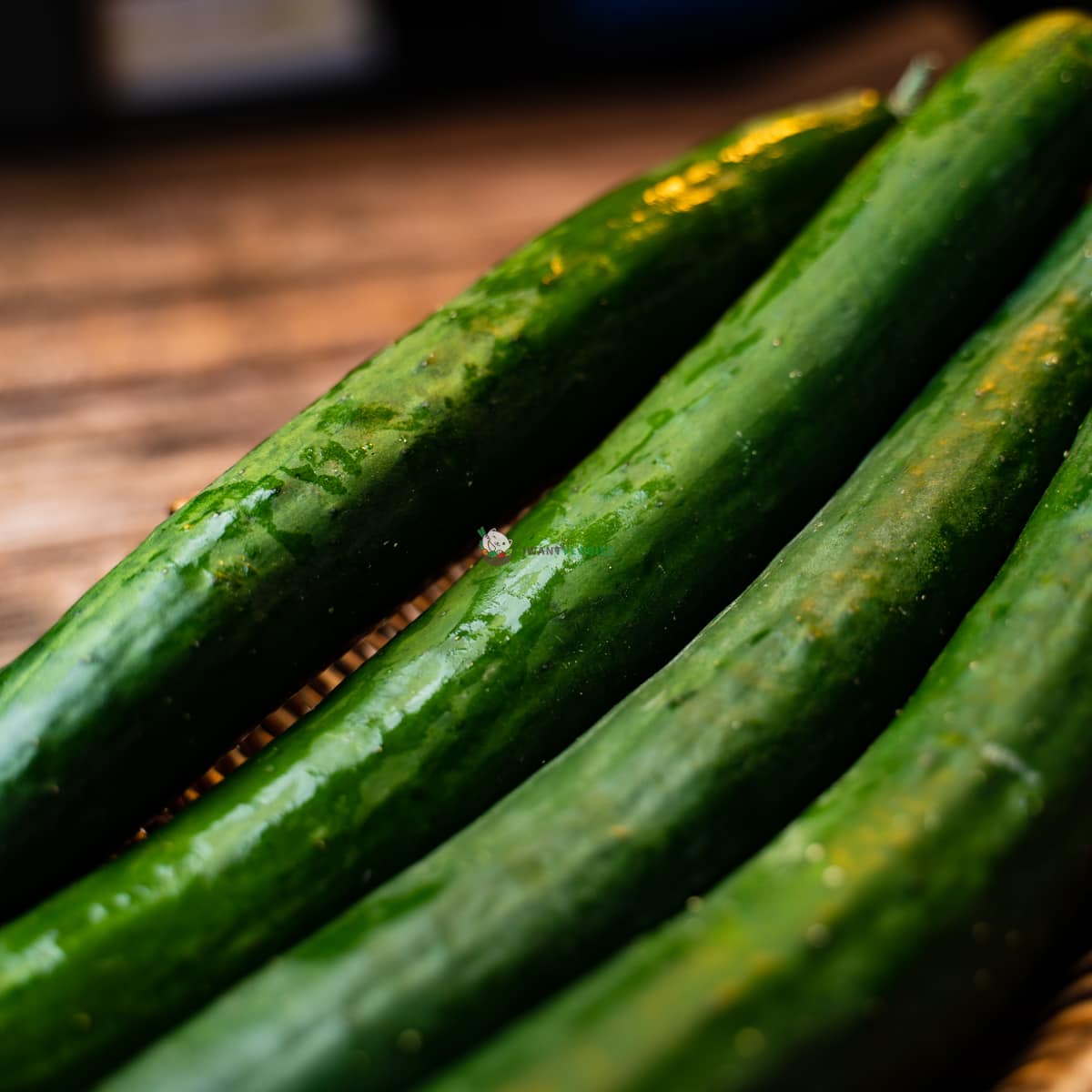 Japanese Cucumber 日本青瓜 (KG/公斤±)