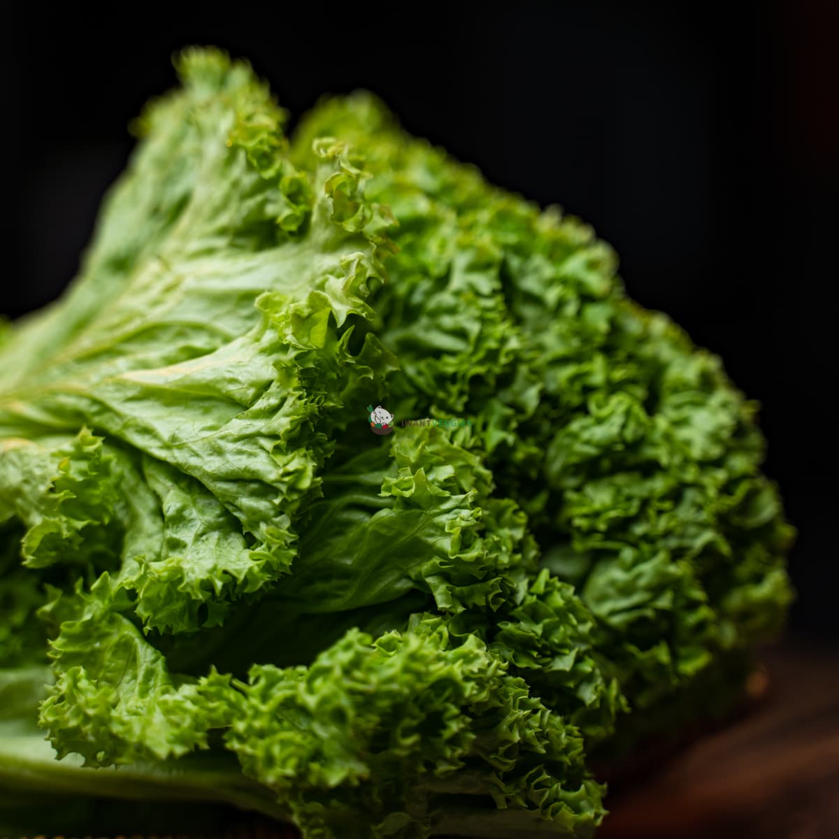 Green Coral Lettuce 青生菜 (500G±)