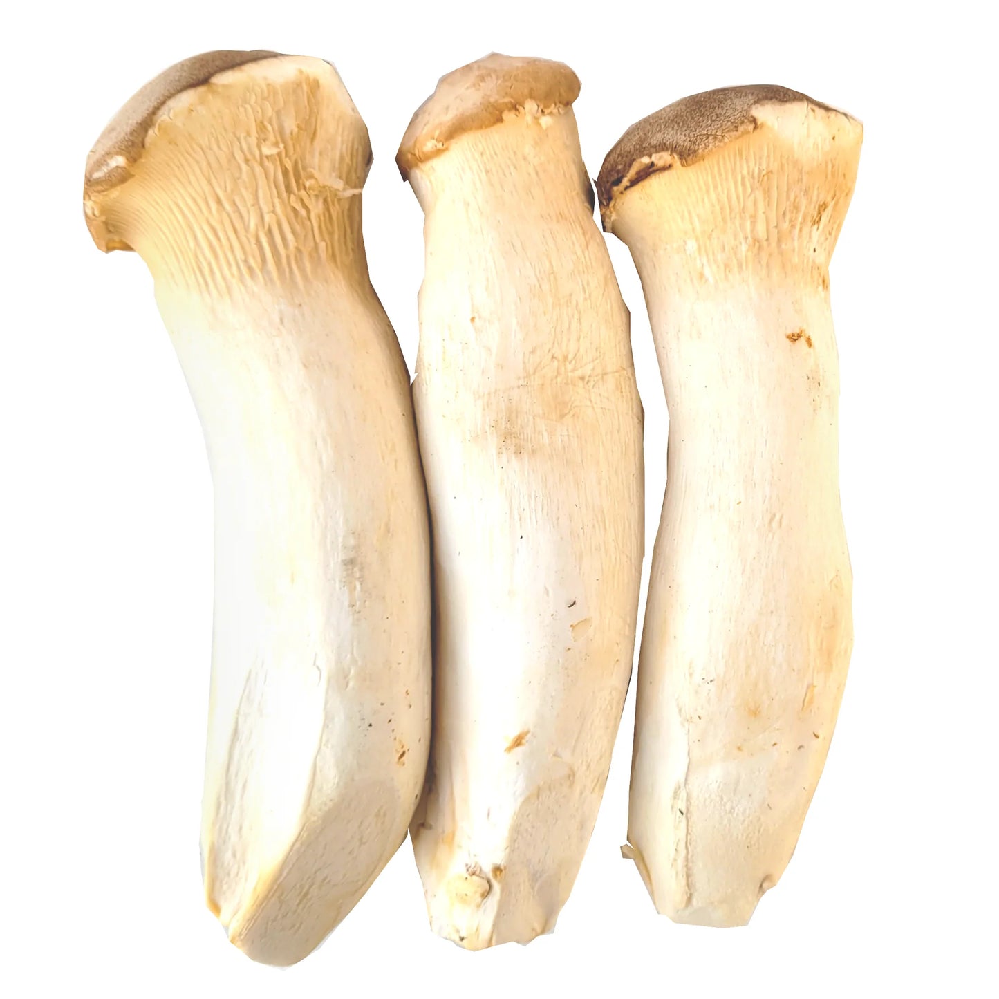 XL King Oyster Mushroom 特大杏鲍菇 2.5KG± (PKT/包)