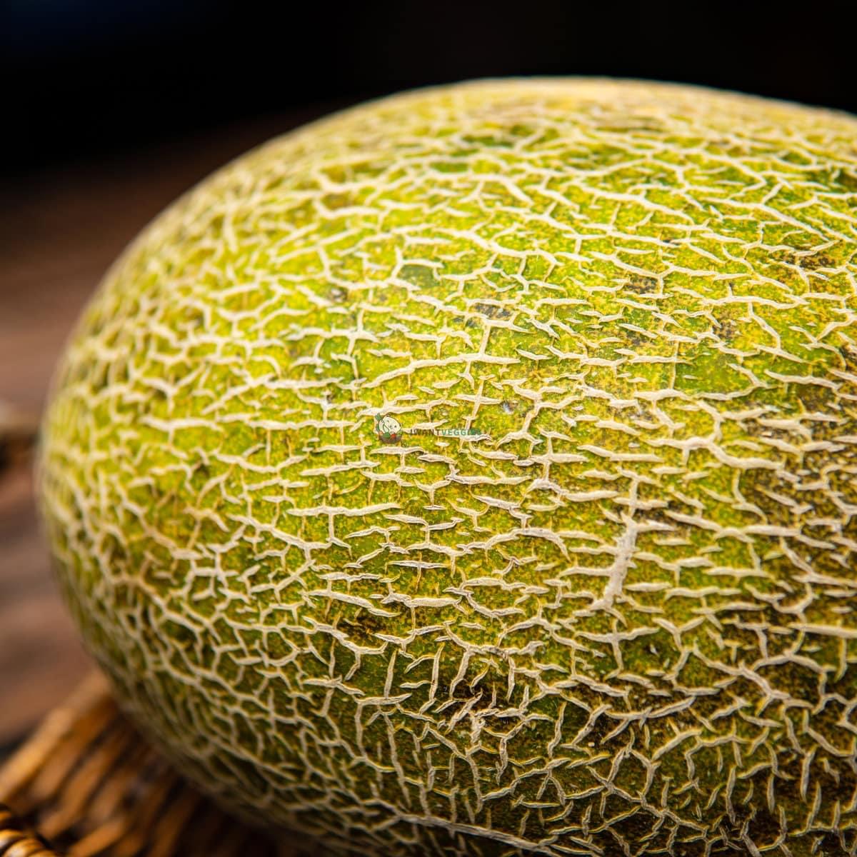 China Hami Melon 中国哈密瓜 (PCS/粒)
