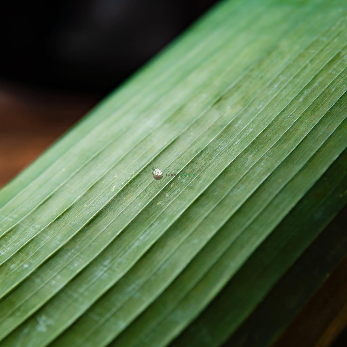 Banana Leaf 香蕉叶 (200G±)