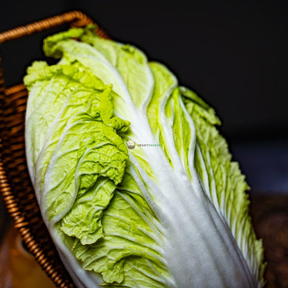 Chinese Long Cabbage 大白菜 2KG± (PCS/粒)