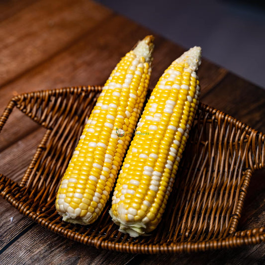 Two pearl sweet corn on basket on wood surface. Fresh, golden, and ready to cook. A summertime favorite