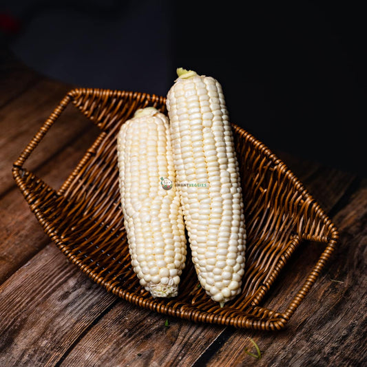 2 White Pearl sweet corns on basket and wood surface. Fresh and appetizing. Perfect summer treat.