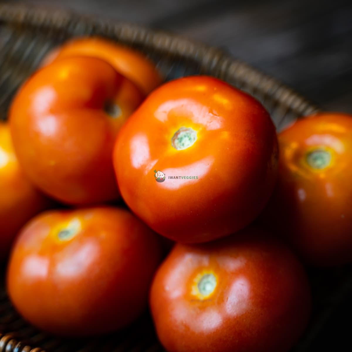 Tomatoes 番茄 (KG/公斤±)
