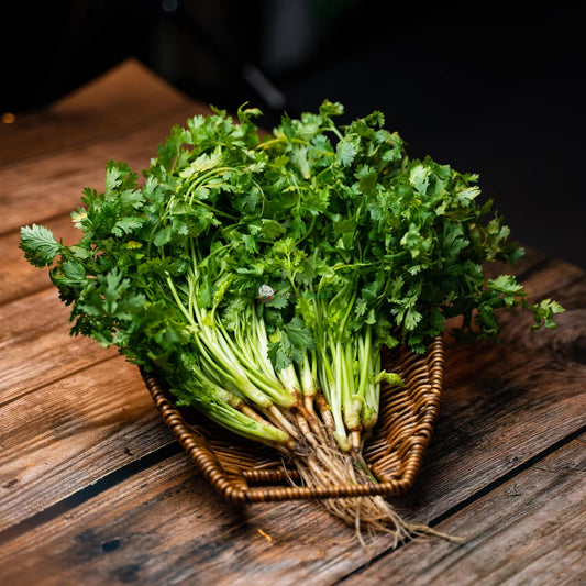 Basket of Thai coriander on wooden surface. Fresh, green, and aromatic herb with small leaves and thin stems.