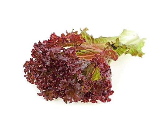 Red Coral Lettuce 红生菜 (500G±)