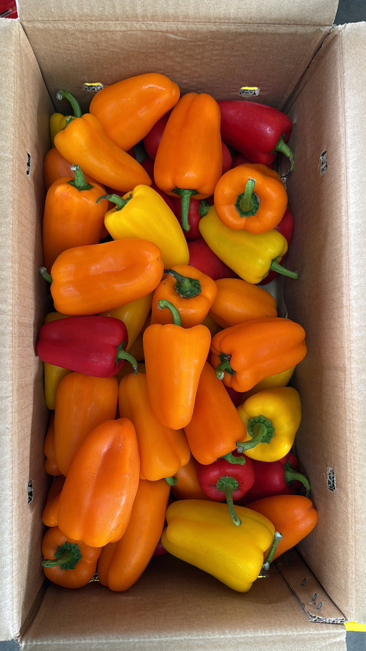 Mini Pepper/Baby Capsicums 迷你甜椒 (200G±)