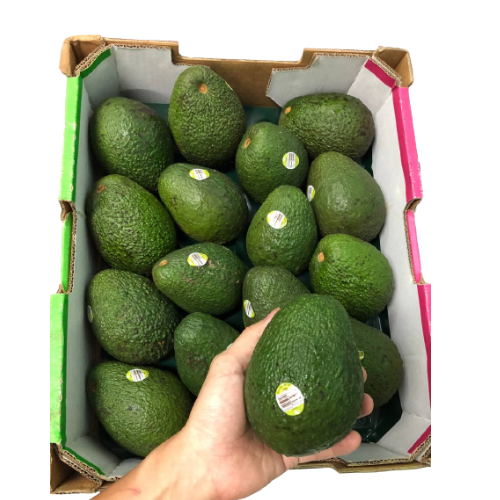 Jumbo Hass Avocados 特大牛油果