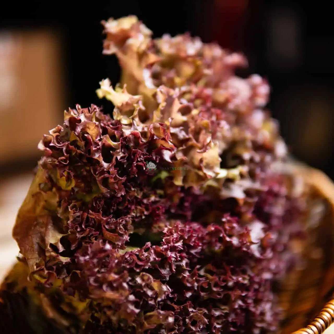 Red Coral Lettuce 红生菜 (500G±)