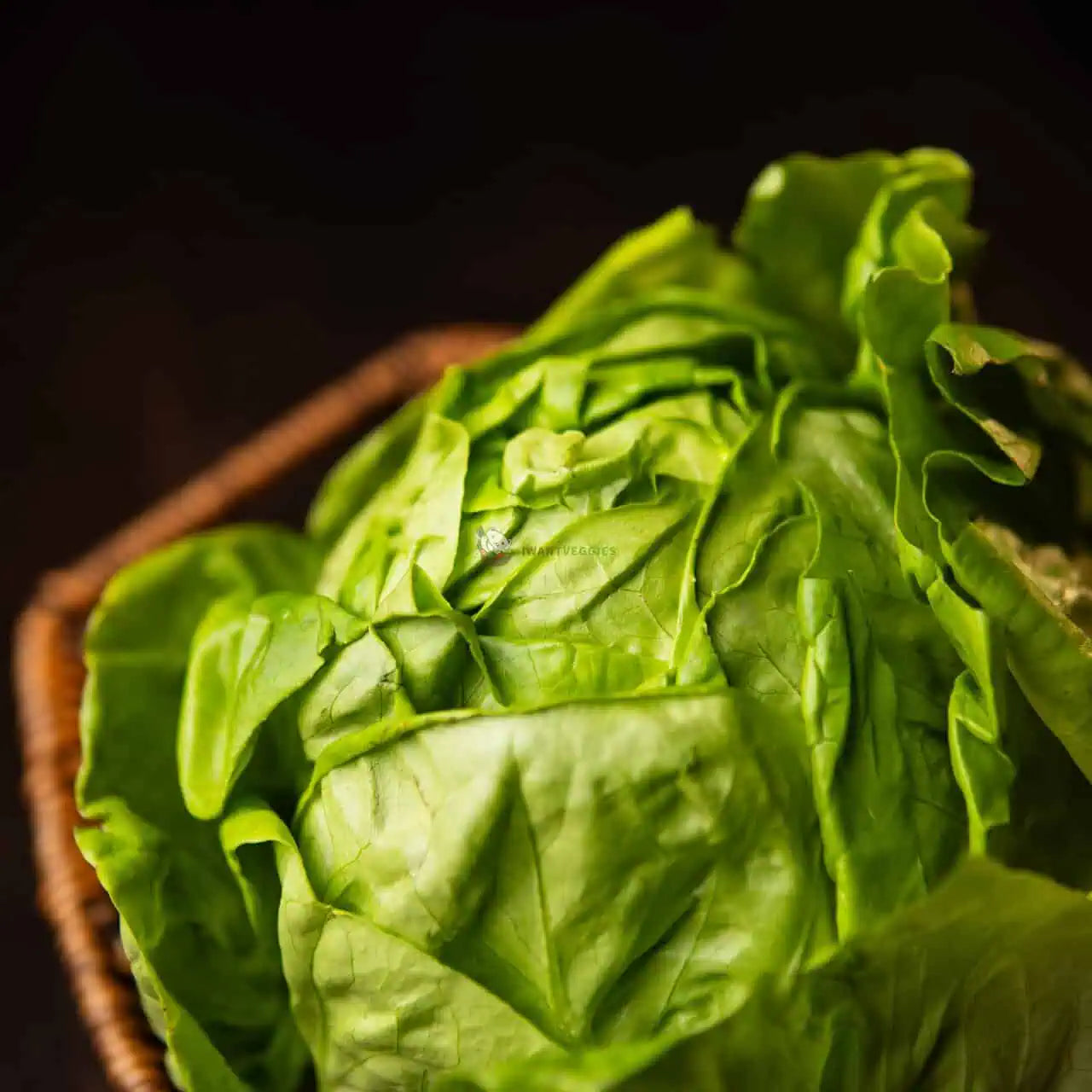 Butterhead Lettuce 奶油生菜 (500G±)