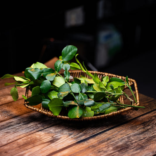 Lemon leaves in basket on wood surface. Green, lush, and aromatic foliage. 