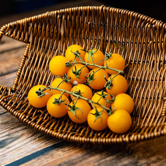 Yellow Cherry Tomatoes 黄樱桃番茄 (198G±)