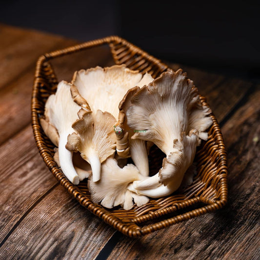 Abalone Mushroom 鲍鱼菇 150G± (PKT/包)
