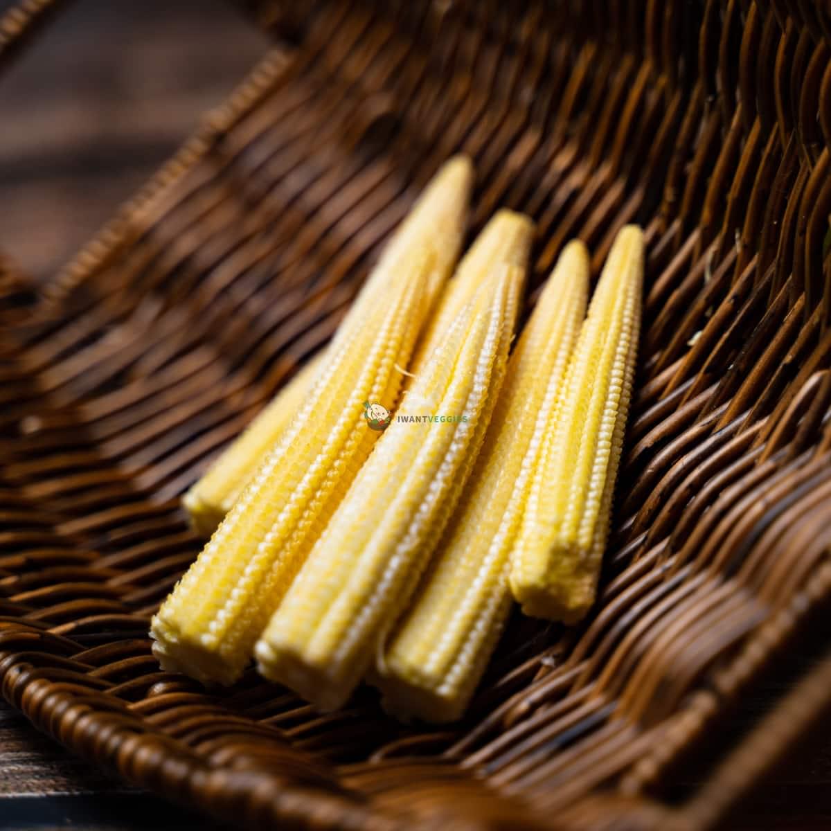Baby Corn 玉米芯 (PKT/包)