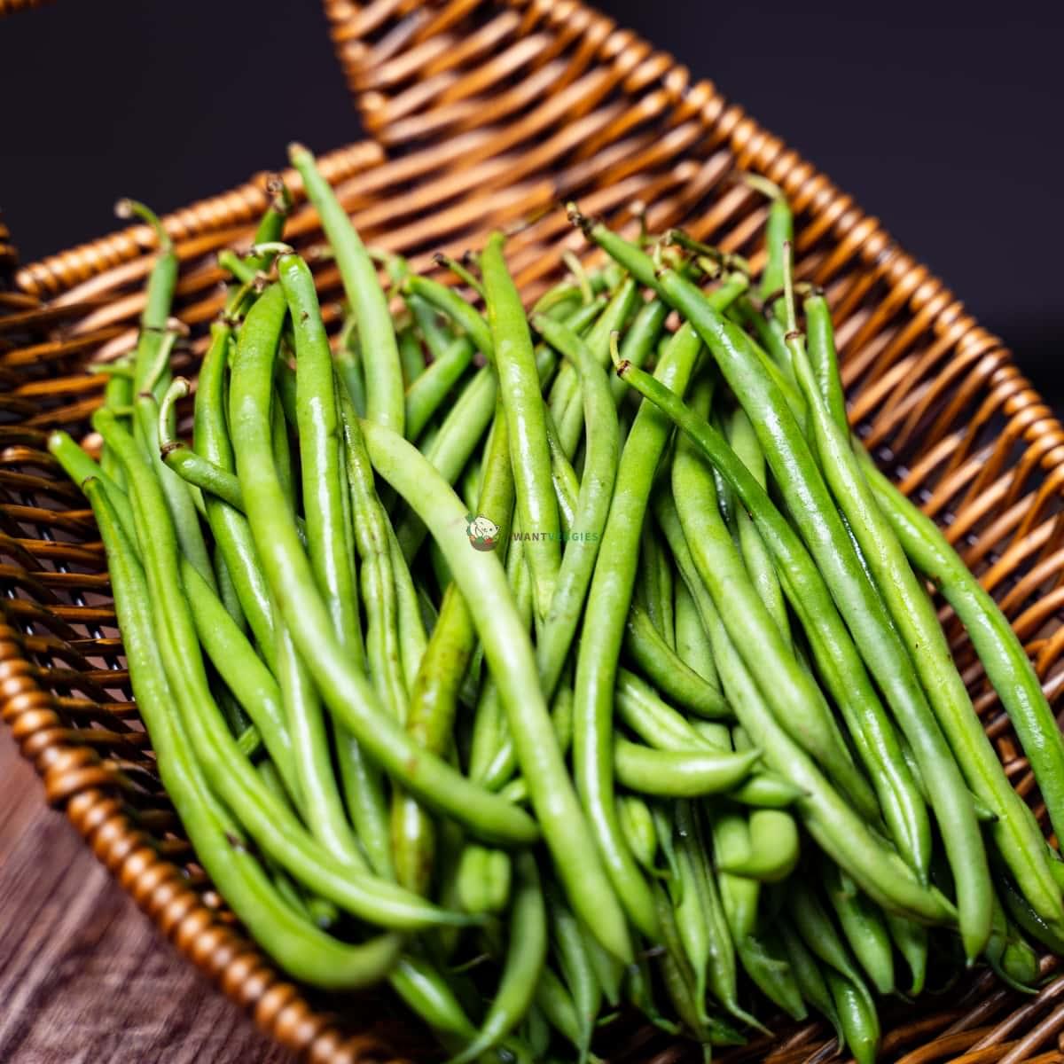 Baby French Bean 四季豆苗 (PKT/包)