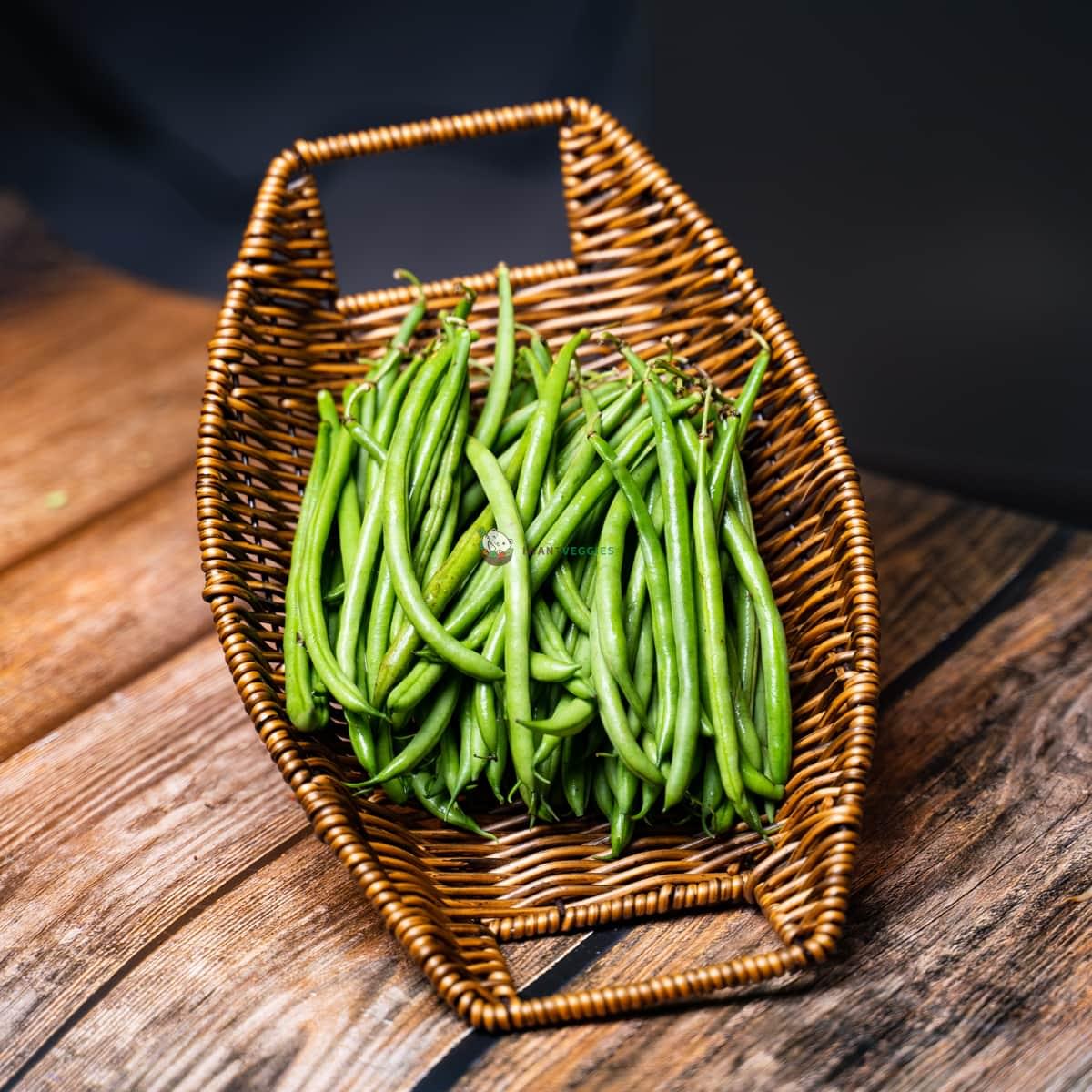 Baby French Bean 四季豆苗 (PKT/包)