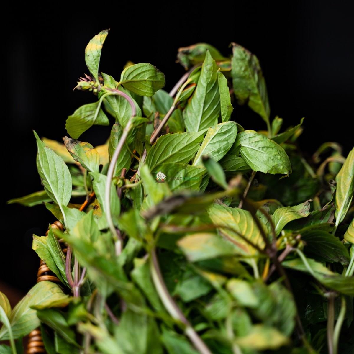 Basil Leaf 九层塔 (200G±)