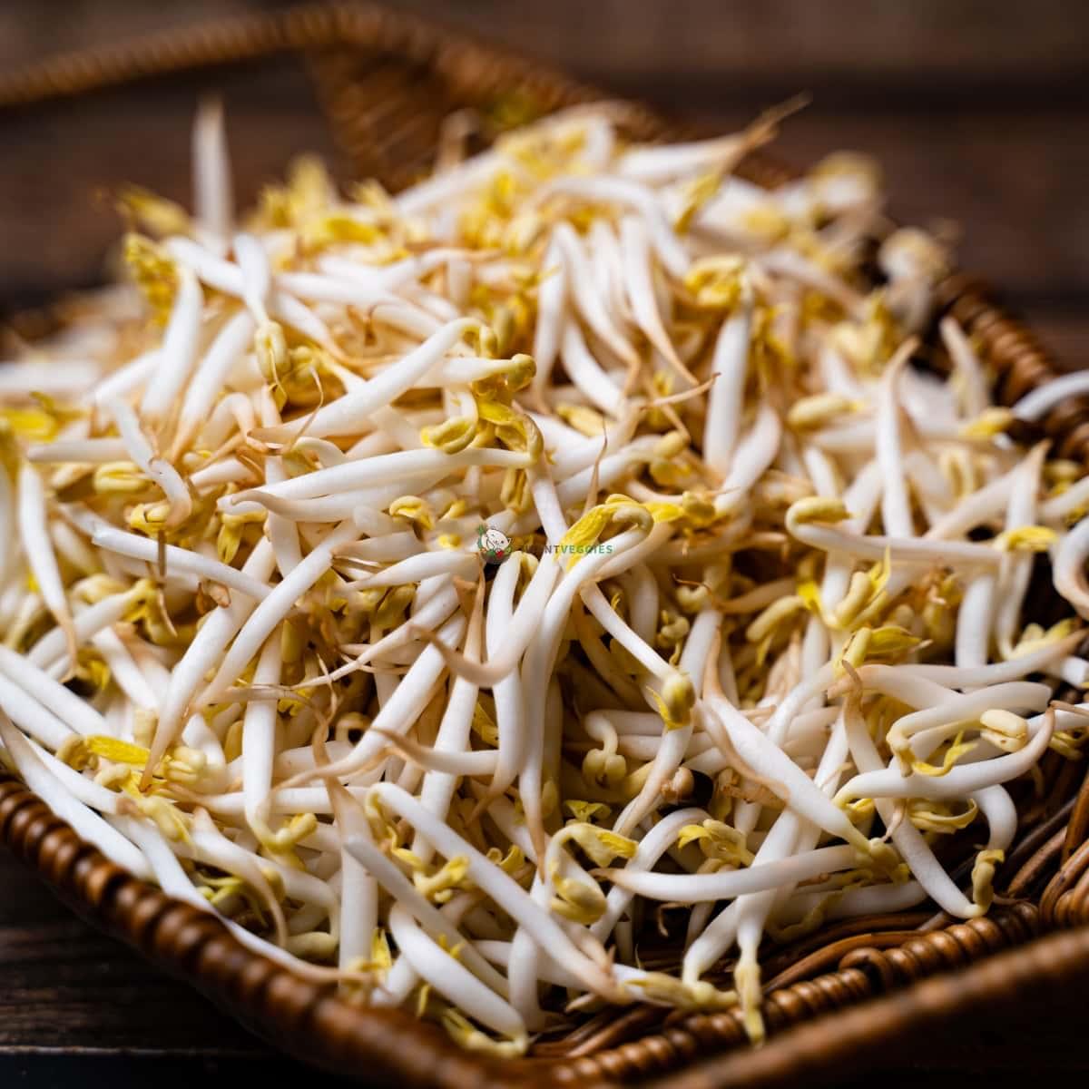 Bean Sprout 豆芽 (KG/公斤±)